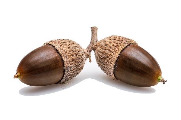 Статья: Секрет и польза жёлудя